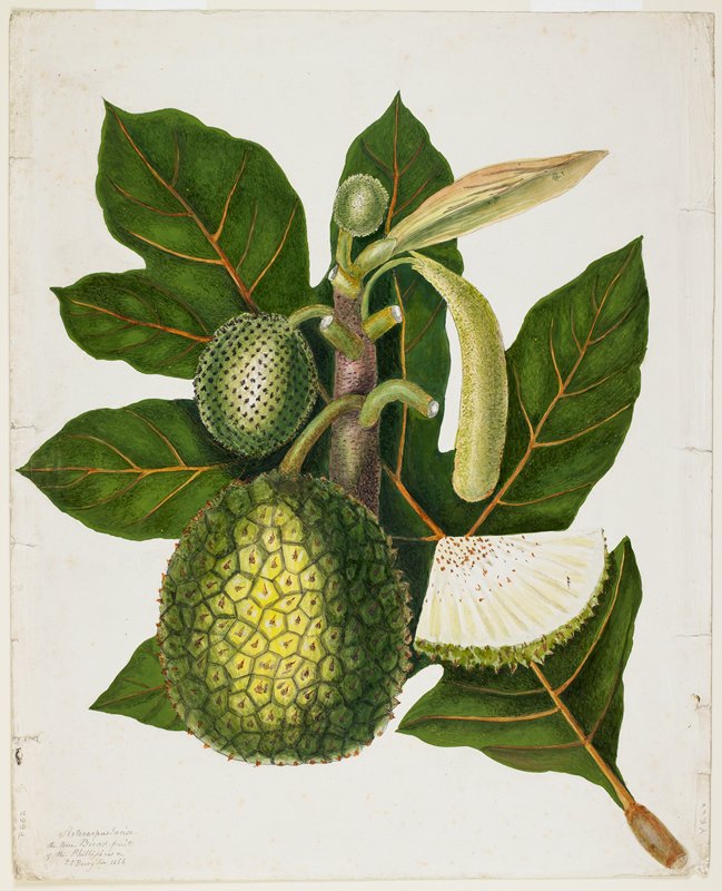 Artocarpus Incisa (The True Bread-fruit/ of the Phillipines), Priscilla Susan Bury, December 1866