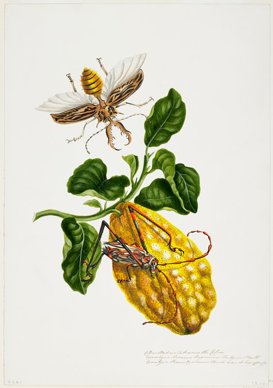 The Citron and Insects, Priscilla Susan Bury, 19th century