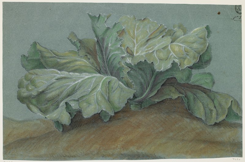 Cabbage Plant, Possibly France, 19th century
