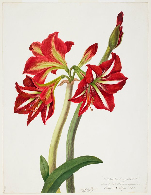 E.F. Seedling Amaryllis 1819, Priscilla Susan Bury, May 1824