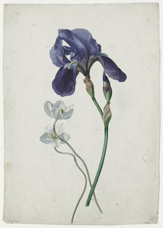 Study of an Iris and White Flowers, Röll, 1800–33