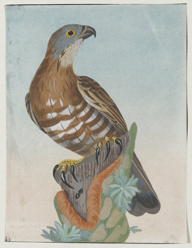 Hawk, William Lewin, 1789