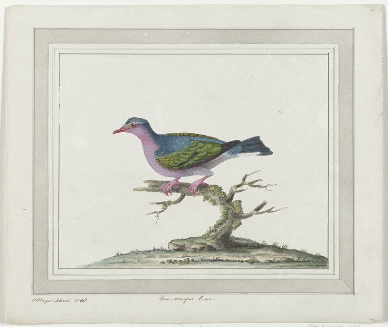 Green Winged Dove, William Hayes, 1798