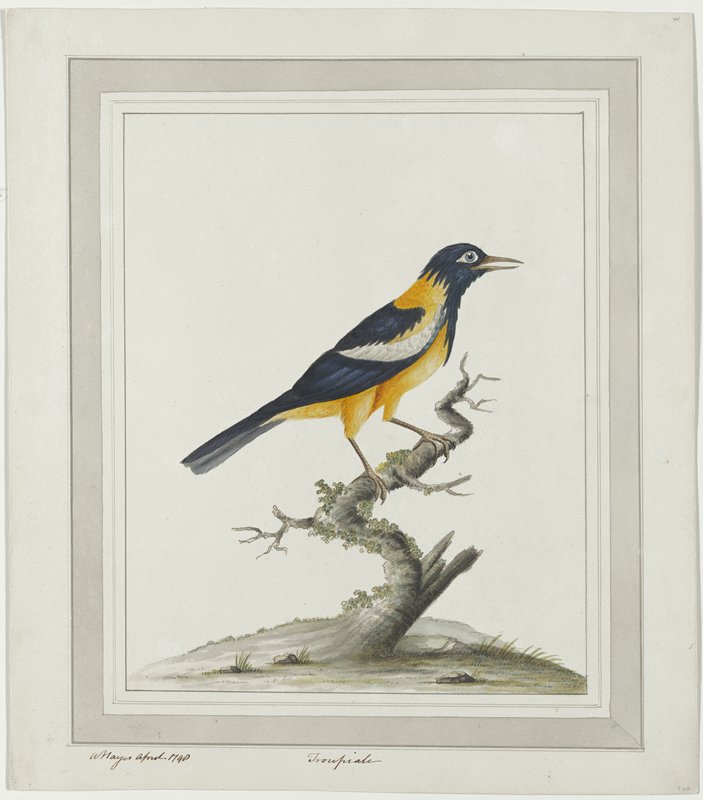 Troupiale, William Hayes, 1798