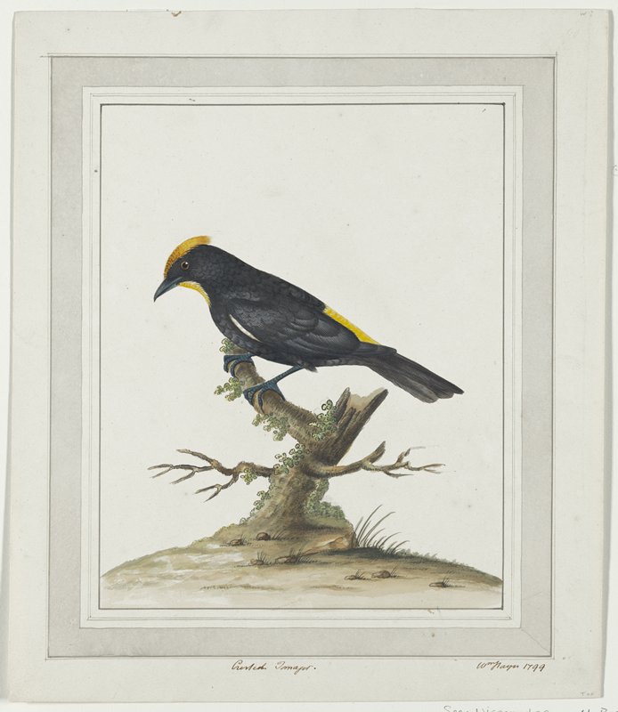 Crested Tanager, William Hayes, 1799