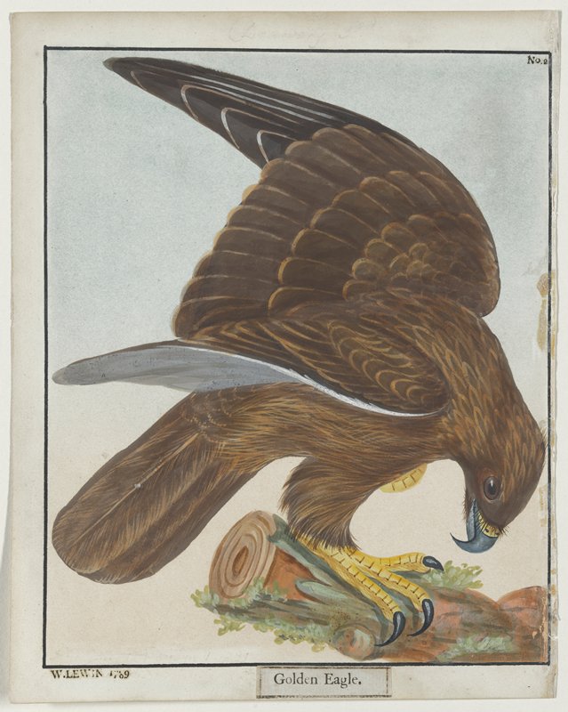 Golden Eagle, No. 2, William Lewin, 1789