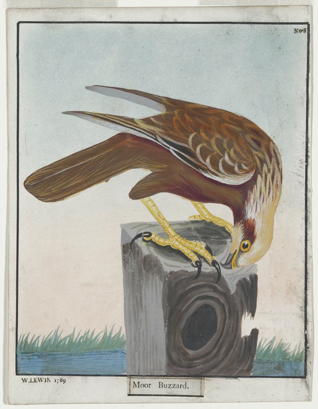 Moor Buzzard, No. 8, William Lewin, 1789