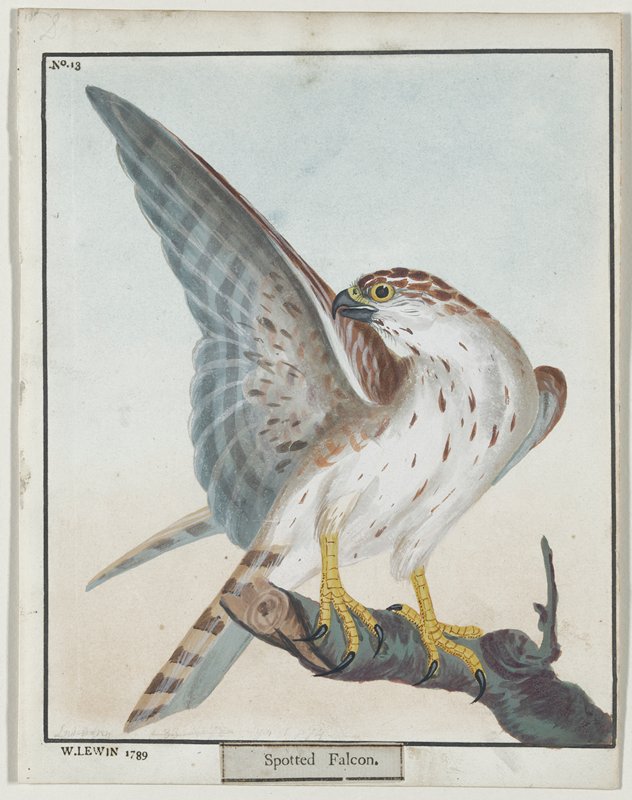 Spotted Falcon, No. 13, William Lewin, 1789