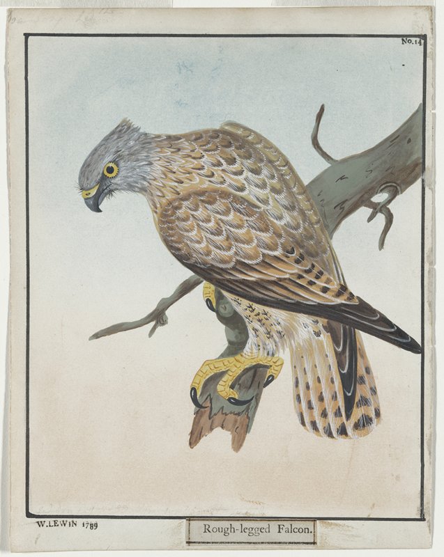 Rough-legged Falcon, No. 14, William Lewin, 1789
