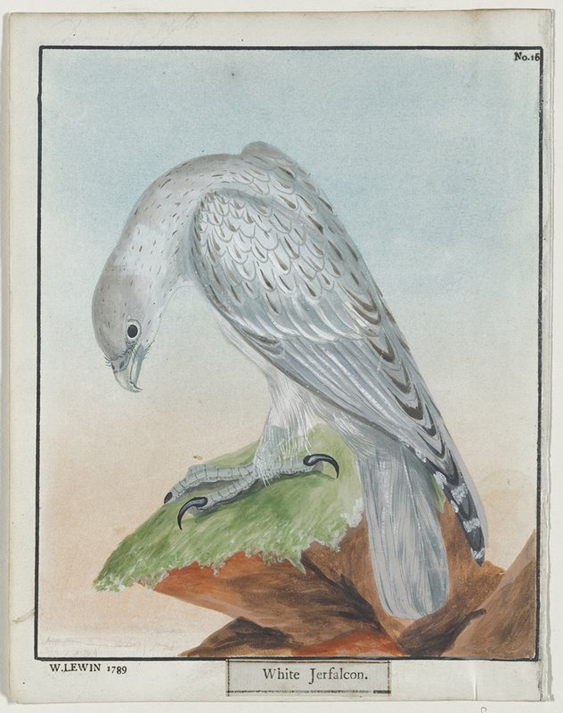 White Jerfalcon, No. 16, William Lewin, 1789