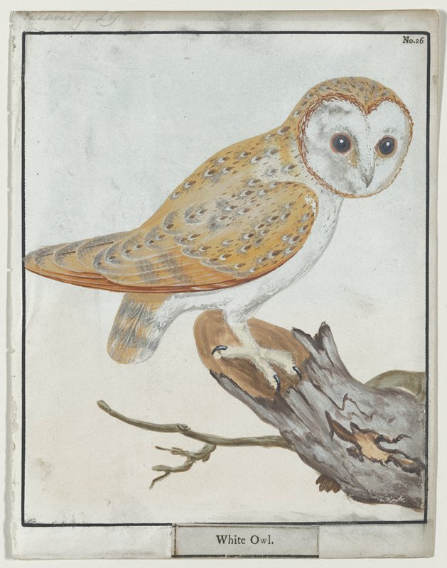 White Owl, No. 26, William Lewin, 1789