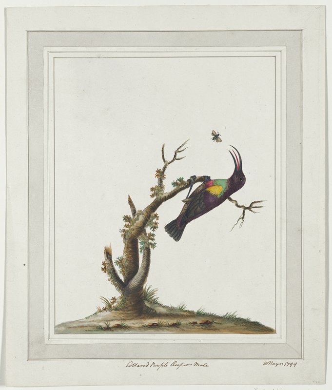 Collared Purple Creeper, Male, William Hayes, 1799
