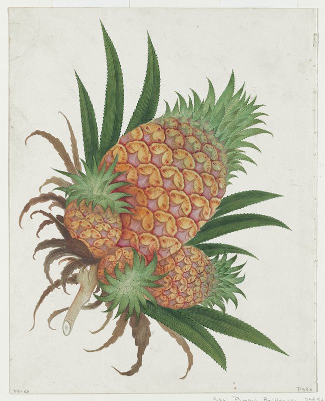Pineapple (Ananas comosus), early 19th century