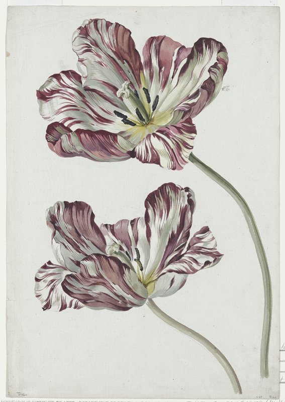 Tulipa gesneriana (Didier's Tulip), 1815
