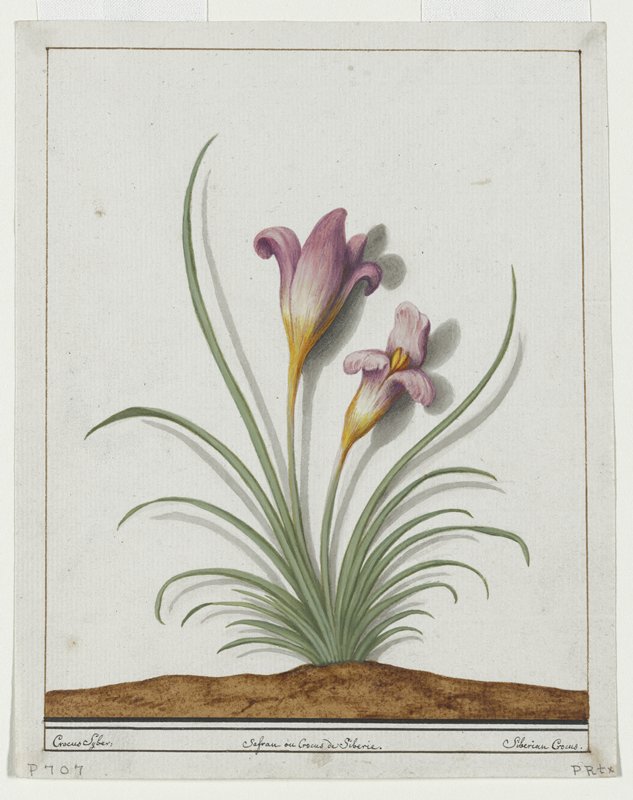 Saffron Crocus (Crocus sativus), Possibly England, early 19th century