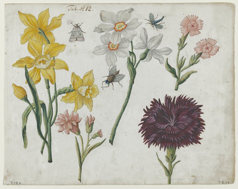 Flower Studies with Insects  (Tab: No. 12), 18th century (?)