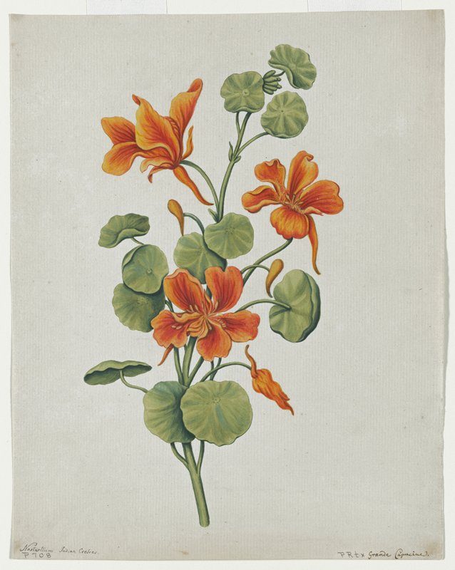 Nasturtium (Tropeaolum majus), Possibly England, 18th–19th century