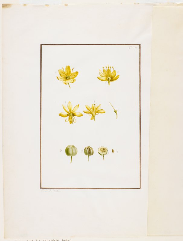 Botanical Dissection: Yellow Asphodel (Asphodelus lutea), Attributed to Pierre-Joseph Redouté, c. 1778–90