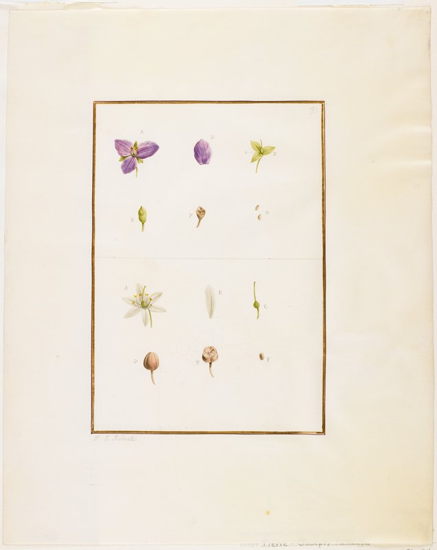 Botanical Dissection: Spidorwort and Senna, Attributed to Pierre-Joseph Redouté, c. 1778–90