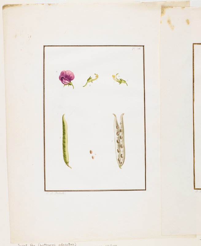 Botanical Dissection: Sweet Pea (Lathyrus odoratus), Attributed to Pierre-Joseph Redouté, c. 1778–90