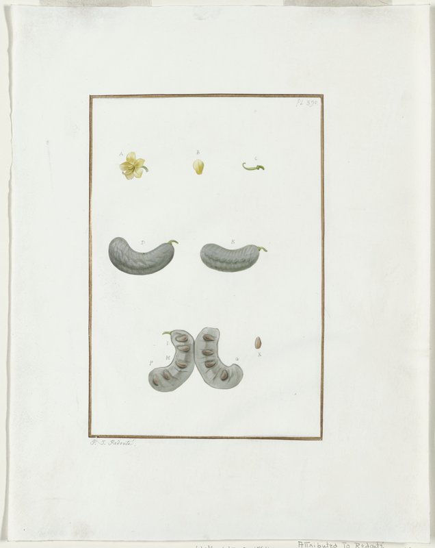 Botanical Dissection: Spiderwort and Senna (Tradescantia sp., Cassia sp.), Attributed to Pierre-Joseph Redouté, c. 1778–90