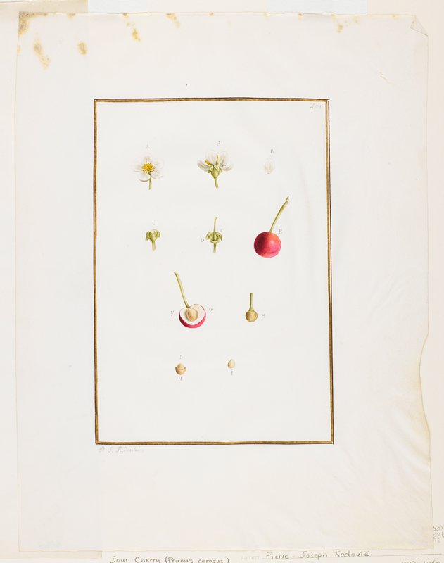 Botanical Dissection: Sour Cherry (Prunus cerasus), Attributed to Pierre-Joseph Redouté, c. 1778–90