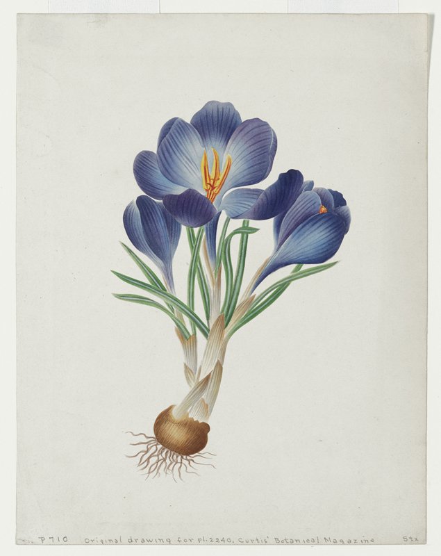 Crocus Syber. Safran ou Crocus de Siberie., Possibly England, early 19th century