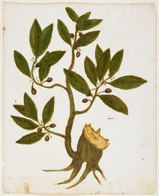 Laurel Tree (Laurus nobilis), 16th century