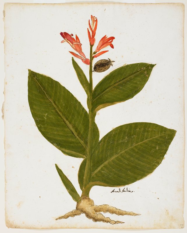 Indian Shot (Canna indica), 16th century
