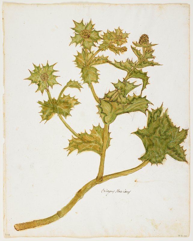 Sea Holly (Eringium Maritimum), 16th century
