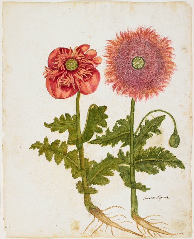 Poppies (Papaver spp.), 16th century