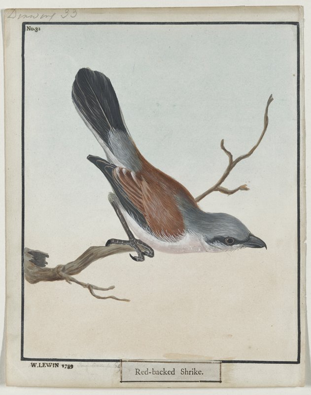 Red-backed Shrike, No.31, William Lewin, 1789