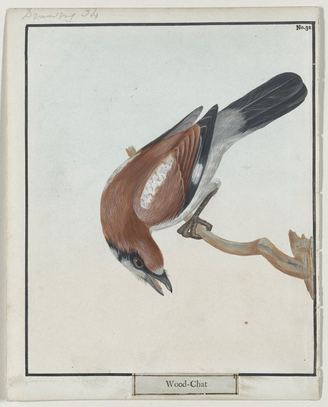 Wood Chat, No. 32, William Lewin, 1789