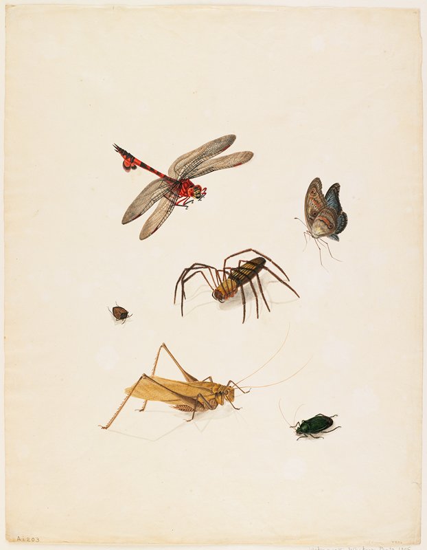 Insects, Possibly England, c. 1805