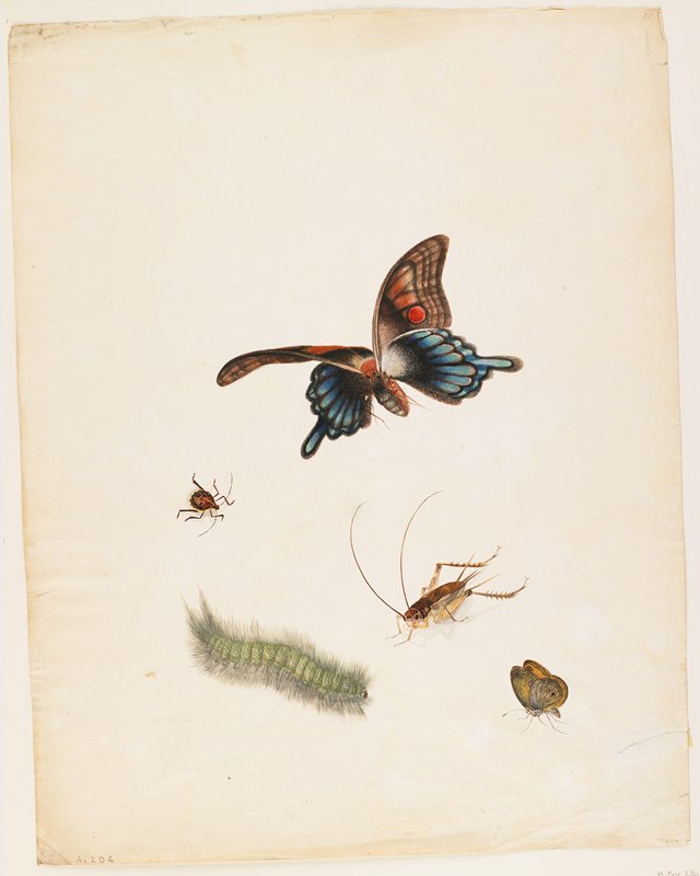 Insects, Possibly England, c. 1805
