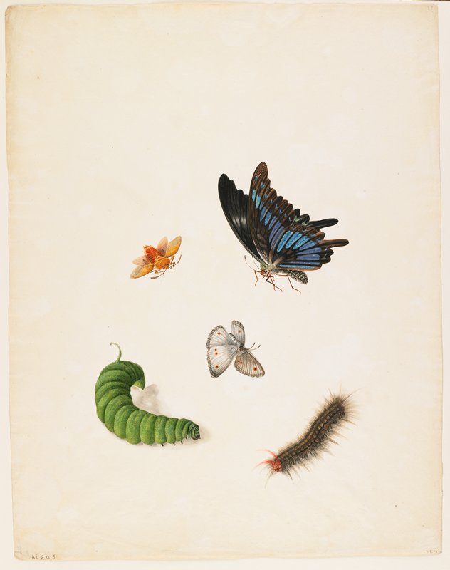 Insects, Possibly England, c. 1805
