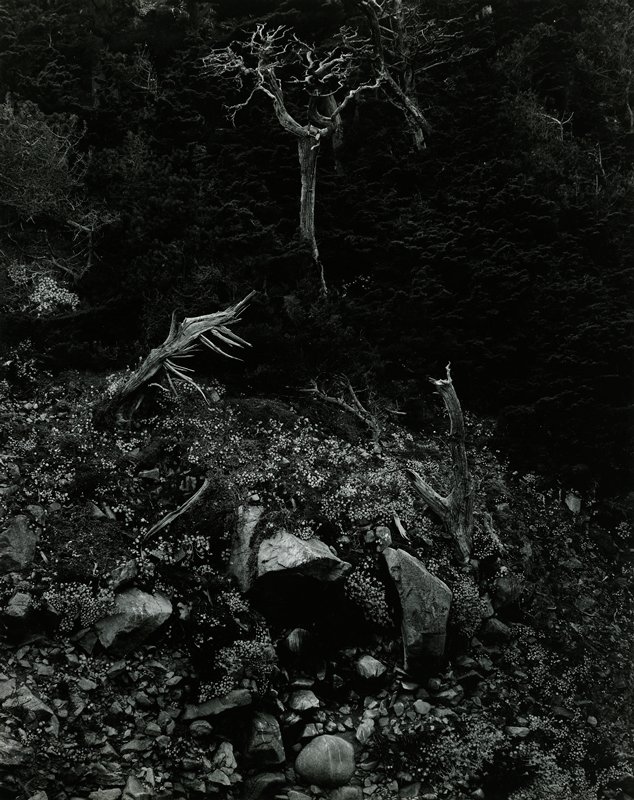 North Dome, Point Lobos, Edward Weston, 1946