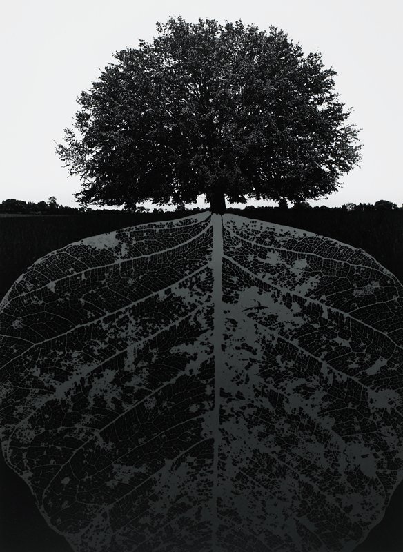 Untitled, Jerry N. Uelsmann, 1964