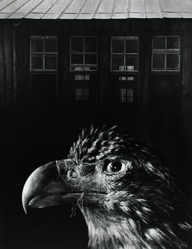 Bless Our Home and Eagle, Jerry N. Uelsmann, 1962