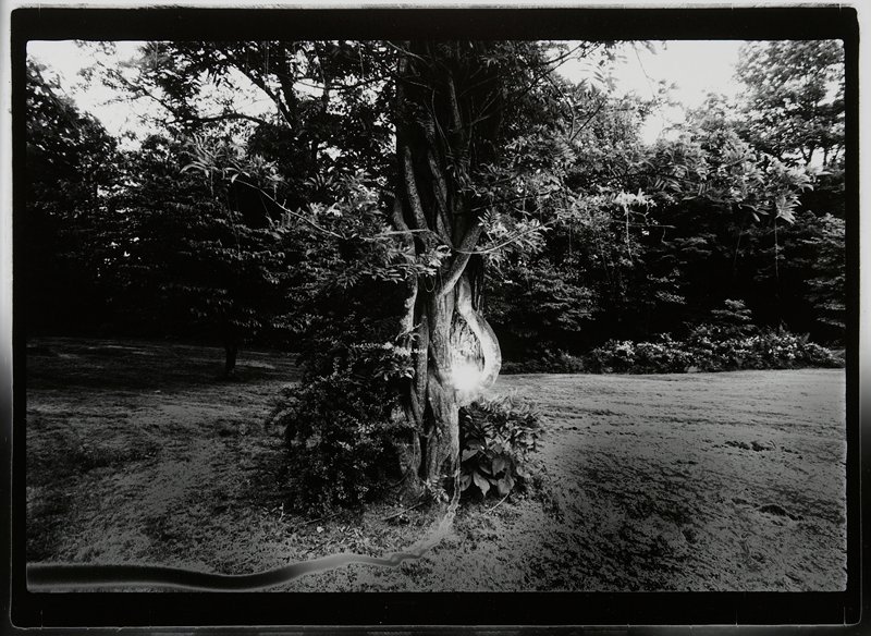 Penland Tree, Roger Mertin, 1971