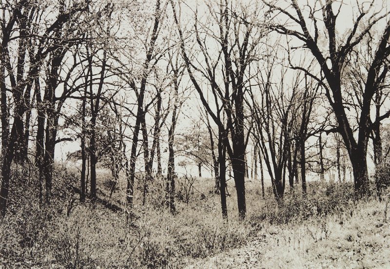 Tree Study I, David Husom, 1973