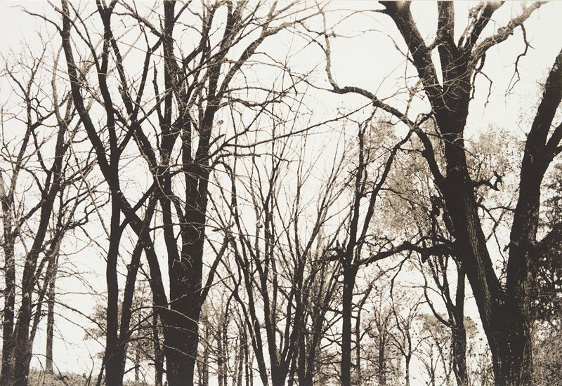 Tree Study I, David Husom, 1973