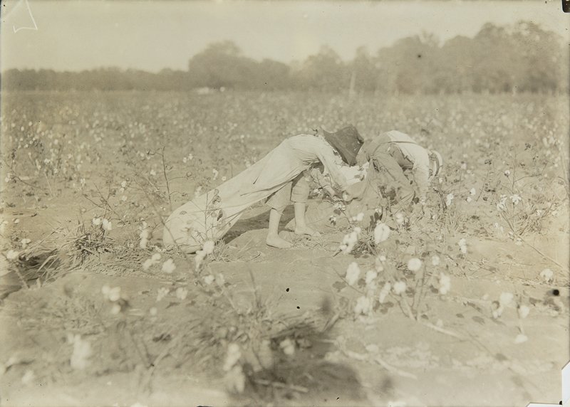 Picking Cotton, Texas, Lewis W. Hine, 1913