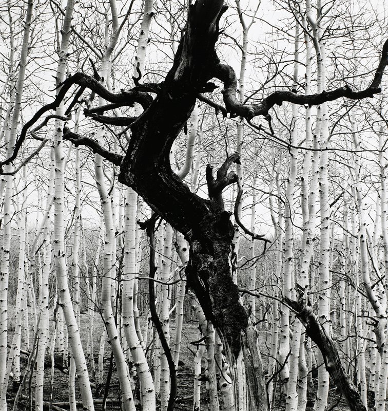 Utah, Brett Weston, 1972