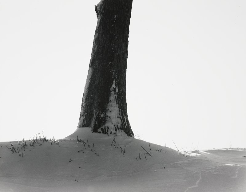 Tree and Snow, Robert Gene Wilcox, 1965