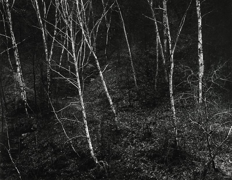 Trees No.3, Robert Gene Wilcox, 1961