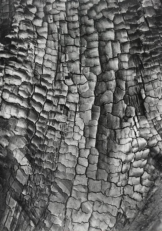 Abstraction In Nature, Robert Gene Wilcox, c. 1958