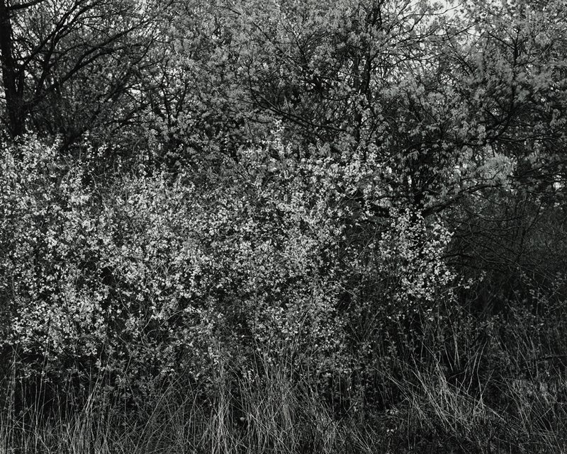 Spring, St. Croix, Robert Gene Wilcox, 1962