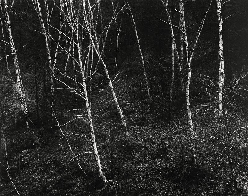 Birches, Afton, Wisconsin, Robert Gene Wilcox, 1960