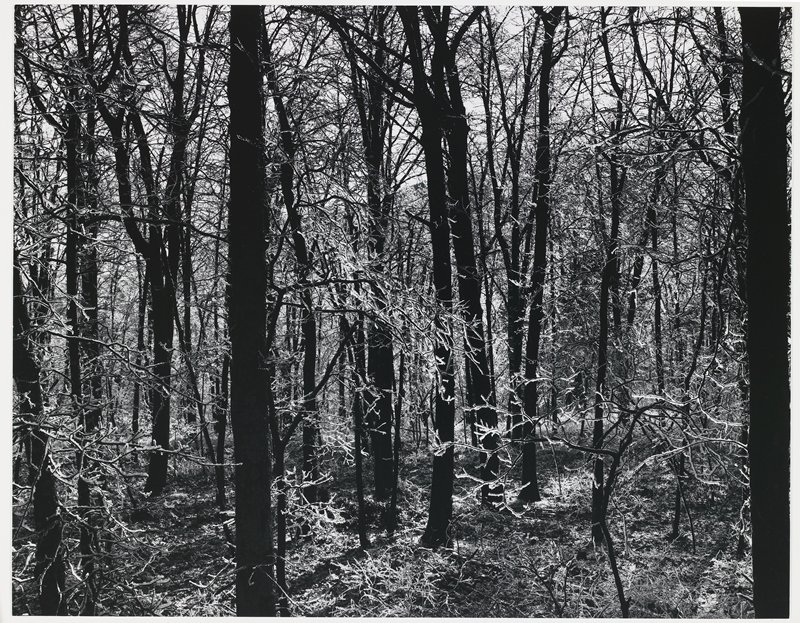 Ice on Trees, Virginia, Michael A. Smith, 1974